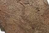 Cruziana (Fossil Arthropod Trackway) Plate - Morocco #274977-1